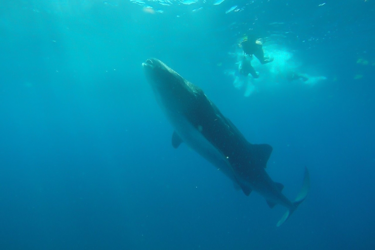Z Cancún: półdniowe nurkowanie z rekinami wielorybimiPółdniowa wycieczka z Cancun