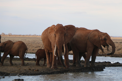 Overnight Group safari Tsavo East Safari from Mombasa/ Diani