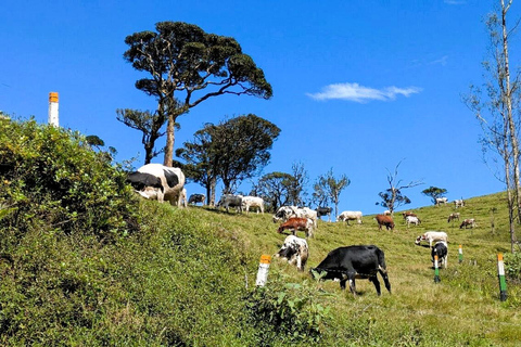 Kandy: Nuwara Eliya and Ambewela Train Station Tour