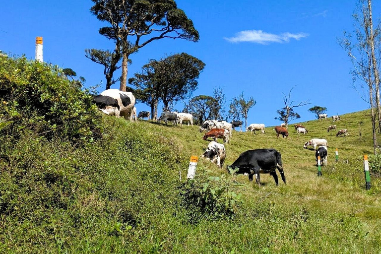 Kandy: Nuwara Eliya and Ambewela Train Station Tour