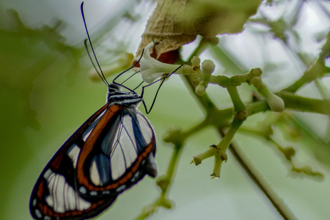 Explore biodiversity in the Chicaque forest Nature Reserve