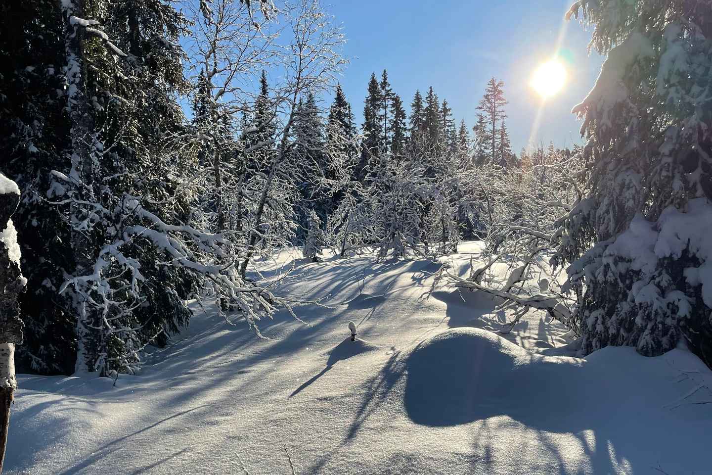 Sälen: Guided Gastronomy Walk with Local Delicacies