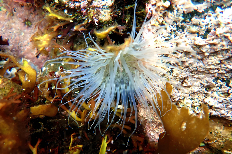 Fort William: Open Group Snorkelling Session