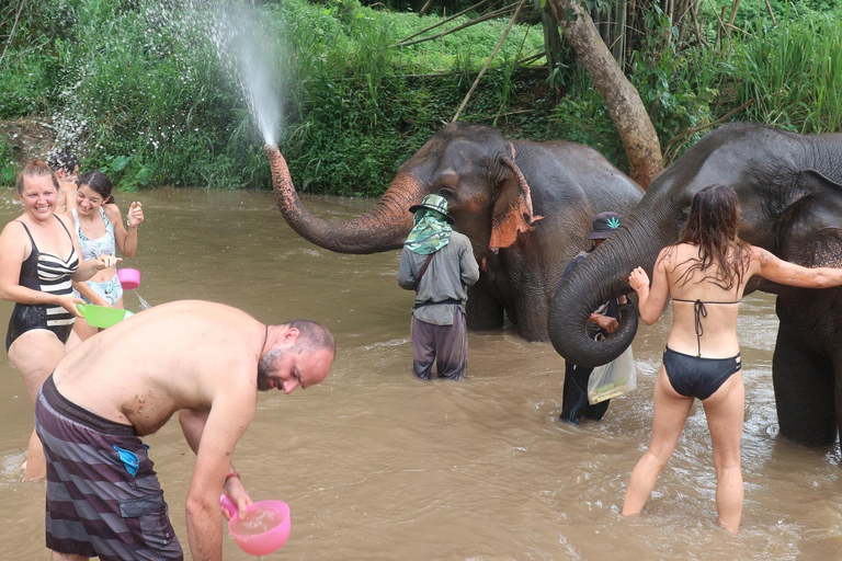 Chiang Mai : Parc national de Doi Inthanon et sanctuaire des éléphants