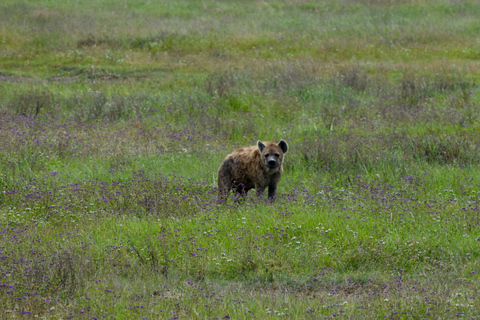 Arusha: Ngorongoro Crater Full-Day Safari Ngorongoro Crater: Full Day Safari