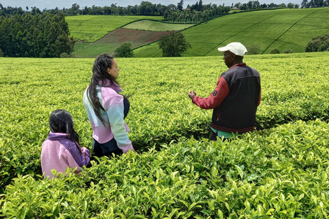 Nairobi: excursão de meio dia a uma fazenda de chá com almoço e degustação de chá.Nairóbi: Passeio de meio dia para tomar chá com almoço e degustação de chá.