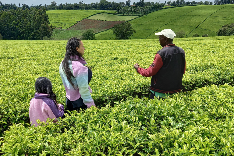 Nairobi: excursão de meio dia a uma fazenda de chá com almoço e degustação de chá.Nairóbi: Passeio de meio dia para tomar chá com almoço e degustação de chá.