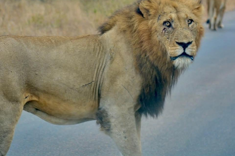 From Maputo: Kruger Park Safari & Elephant Interaction Tour