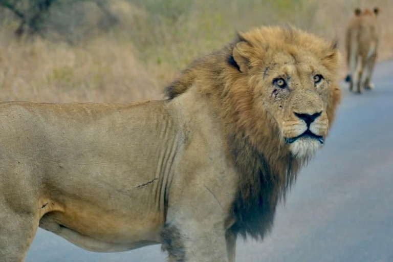 From Maputo: Kruger Park Safari & Elephant Interaction Tour