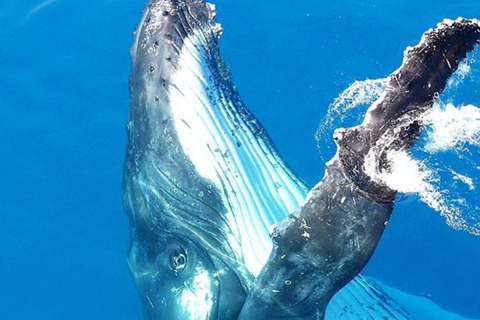 Gold Coast: Whale Watching Cruise on a Sailing Catamaran 
