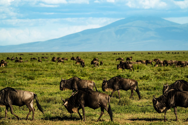 From Zanzibar: 2-Day Serengeti Park Safari Tour with Flights