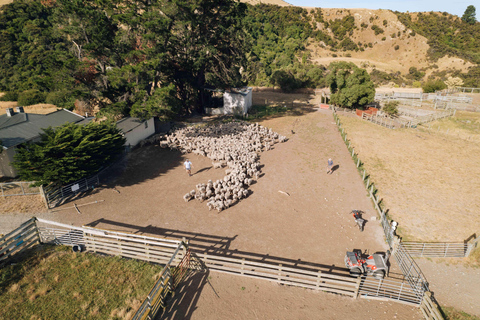 Christchurch : Visite exclusive d&#039;une ferme en activité avec déjeuner et vinification