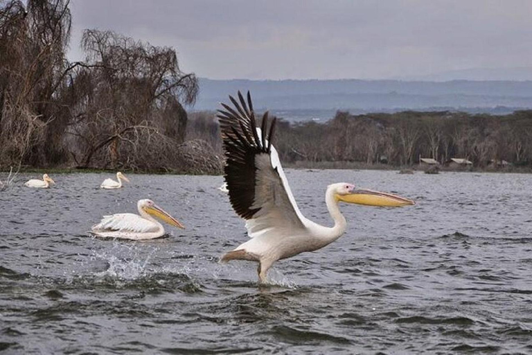 Excursion d'une journée au lac Naivasha (Hells Gate) avec promenade en bateau