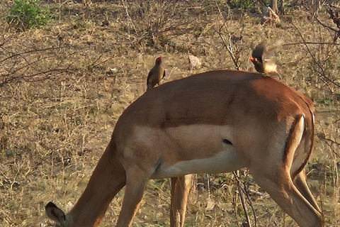 Visite privée : Parc national du Pilansberg Big 5