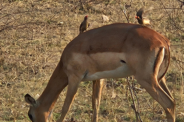 Prywatna wycieczka safari: Park Narodowy Pilansberg Big 5