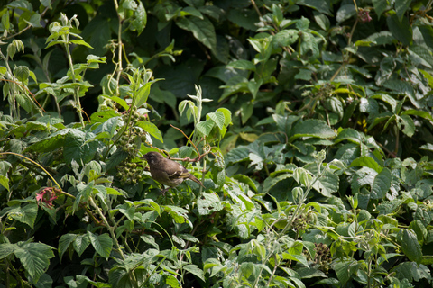 Kigali: 5-Day Birdwatching Tour Across Rwanda