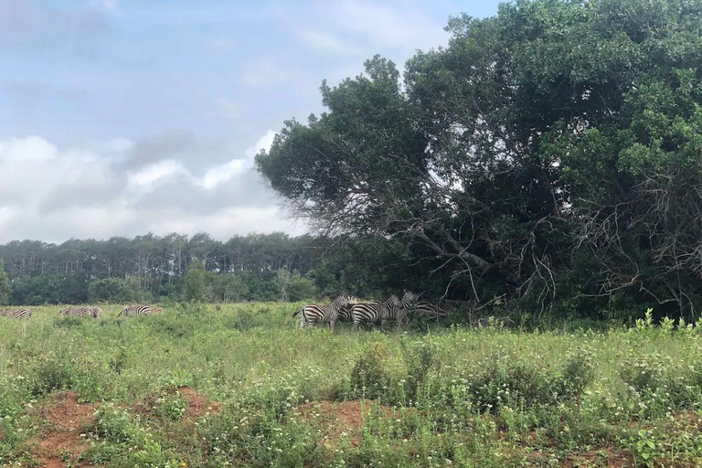 Diani: Guided day trip to Shimba Hills Reserve with lunch