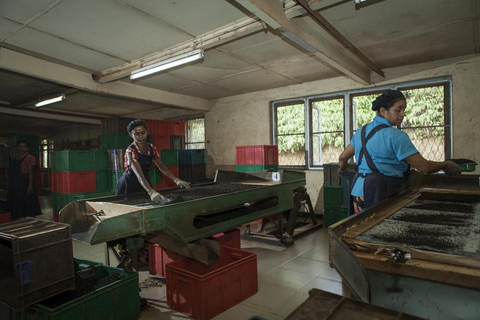 Tea Factory Tour with Tea Tasting , Pickup and Drop off