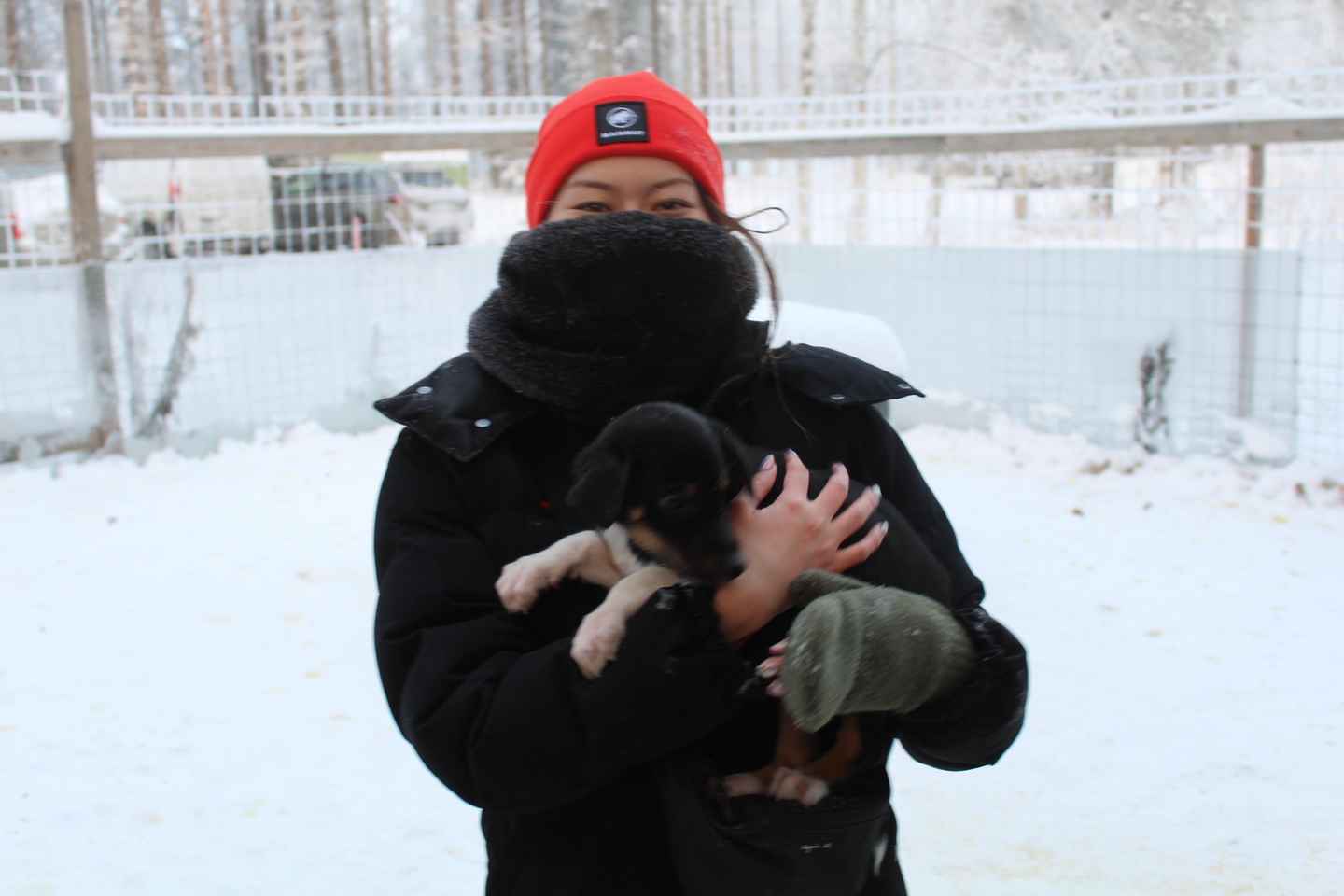 퓌하퉁투리: 농장 체험까지 포함된 허스키 사파리