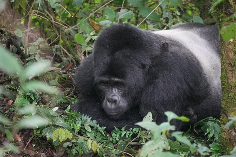 Rwanda: Luxury Gorilla Safari
