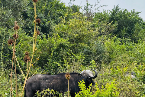Nairobi: passeio de meio dia no Parque NacionalNairobi: tour privado de meio dia no Parque Nacional