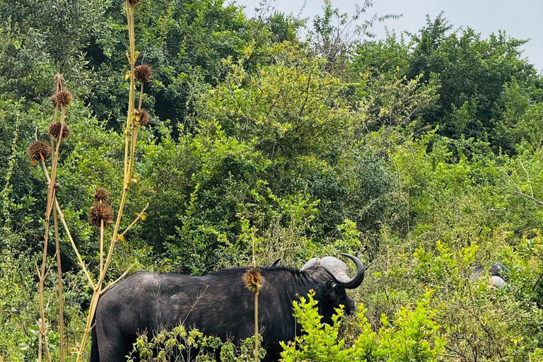 Nairobi: passeio de meio dia no Parque NacionalNairobi: tour privado de meio dia no Parque Nacional