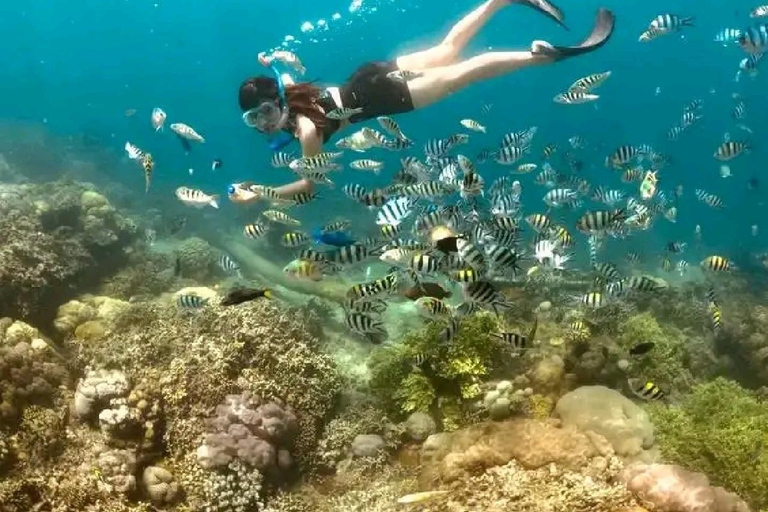 Excursion d&#039;une journée avec plongée en apnée Gili Layar/Gili Gede&amp;Gili Rengit