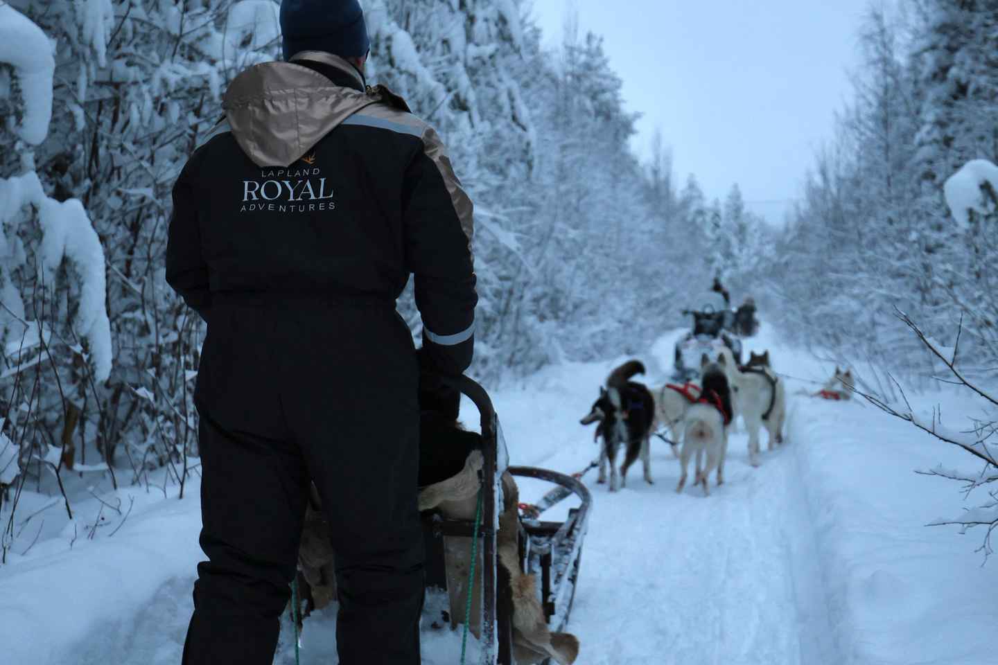 Rovaniemi: Lapland Wilderness Husky Safari 7,5 km