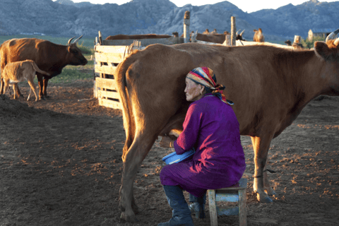 2 JOURS d&#039;élevage de moutons et de trekking à cheval avec les NOMADS MONGOLIENS