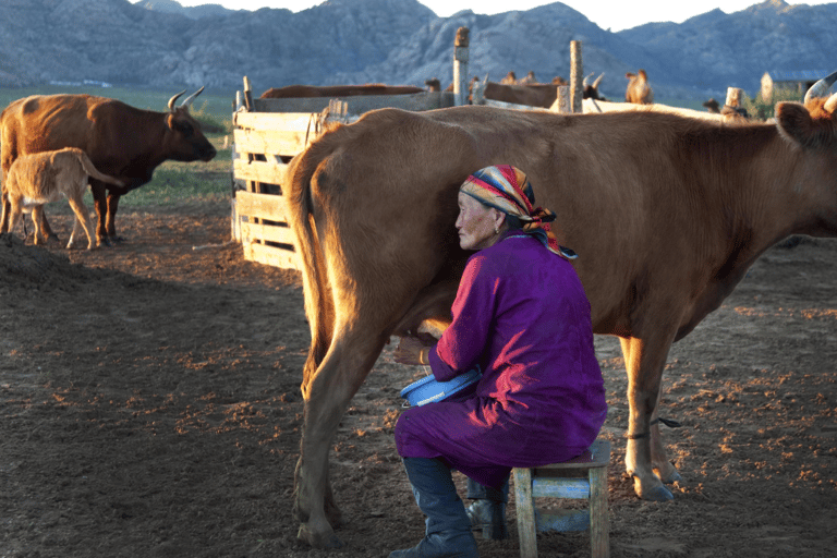 2 DAY Sheep Herding &amp; Horse Trekking with MONGOLIAN NOMADS