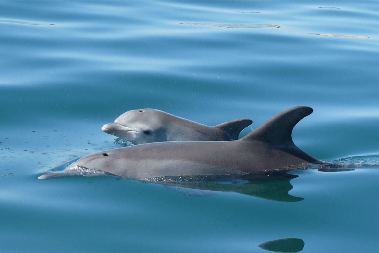 Koombana Bay: Dolphin Eco Cruise