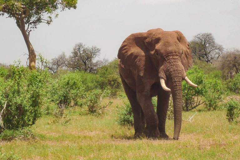 Safari de 3 días y 2 noches a Tsavo desde Nairobi