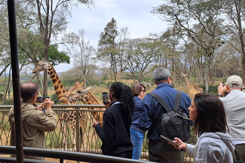 Nairobi: Orfanotrofio degli elefanti e delle giraffe David Sheldrick ...