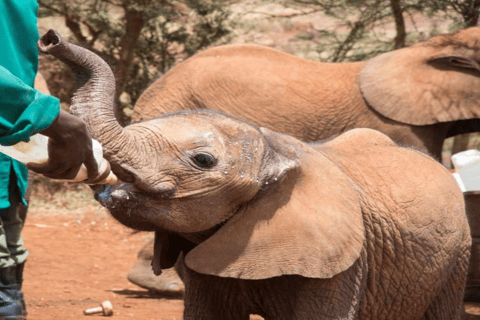 Nairobi: park narodowy, sierociniec dla słoni i centrum żyraf
