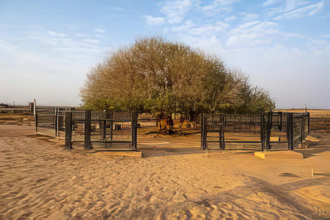 Amman: The blessed tree and Seven Sleepers Day Trip