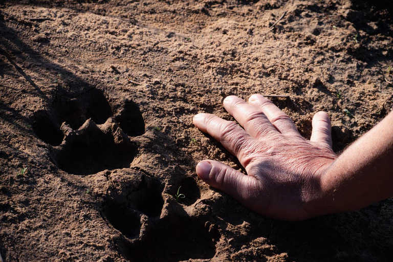 São Paulo: 3-Day Eco Safari Experience in the Pantanal