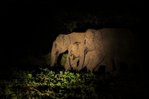 Night Safari: Wild Cat Spotting Adventure from Sigiriya