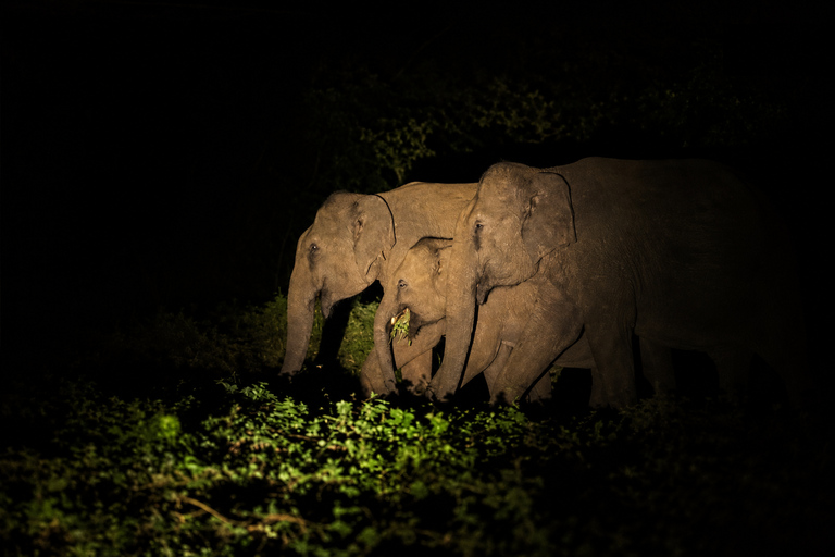 Night Safari: Wild Cat Spotting Adventure from Sigiriya