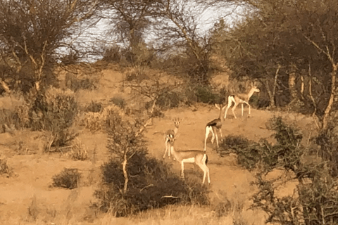 Tour a pie de medio día por el desierto de Jodhpur, Rajastán, con Sumer