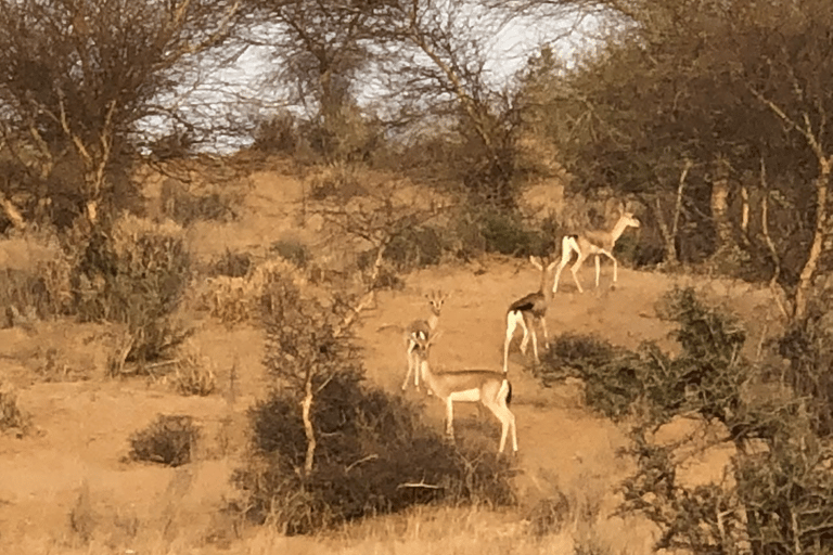 Tour di mezza giornata a piedi nel deserto di Jodhpur, Rajasthan, con Sumer