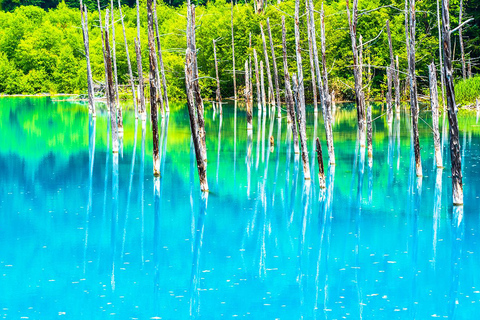 Excursión de 1 día a Hokkaido: Zoológico de Asahiyama, Biei y Terraza de Ningle