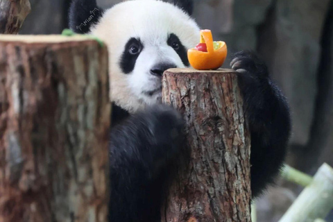 Shanghai Zoo Ticket with PDF Guide & Concierge