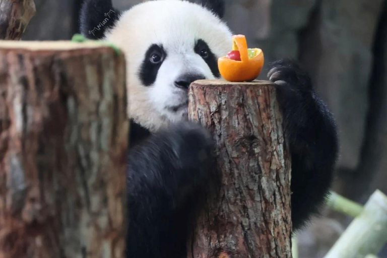 Shanghai Zoo Ticket with PDF Guide & Concierge