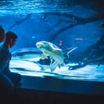 Bergen: Biglietto d'ingresso all'acquario di Bergen
