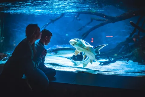 Bergen : billet d'entrée à l'aquarium de Bergen