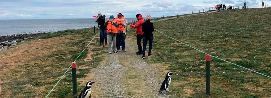 Punta Arenas : Navigation vers l'île Magdalena et promenade avec les manchots
