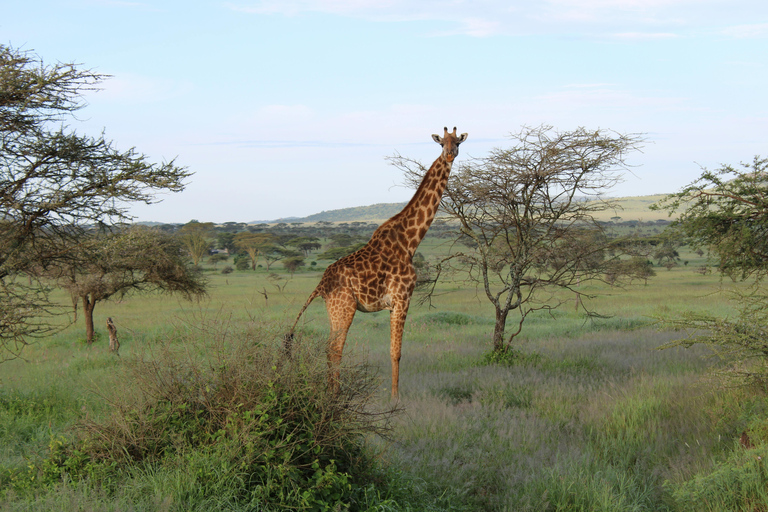 Arusha: 2-Day Tarangire & Lake Manyara Tanzania Safari Arusha: Private Day Trip to Tarangire National Park