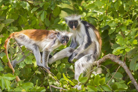 Zanzibar: Jozani Forest for red colubus monkeys visit