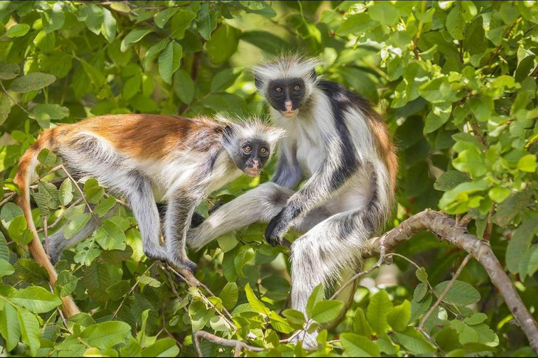 Zanzibar: Upplevelse av Jozani-skogen för röda colobusapor