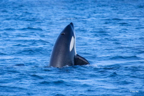 Alta: Altafjord Whale Watching in a Heated Boat